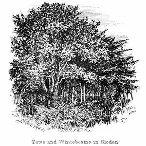 Yews and Whitebeams in Sloden by Walter Crane